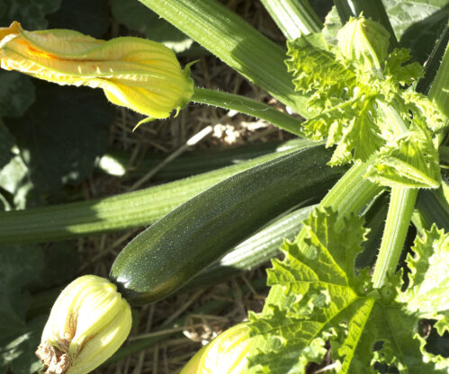 Mega Zuchinni 100 Plants